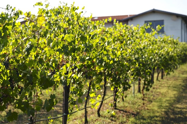 Modena Balsamic Vinegar Tour med Parmigiano og Gelato smagning