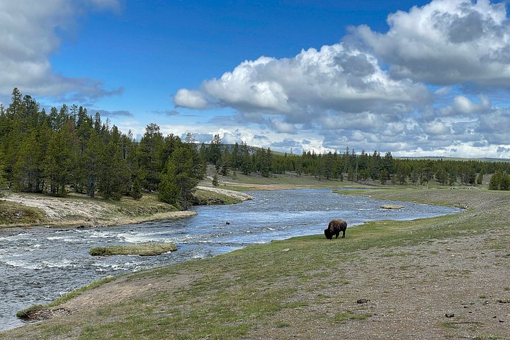 Private Yellowstone Wildlife Tour i den amerikanske Serengeti