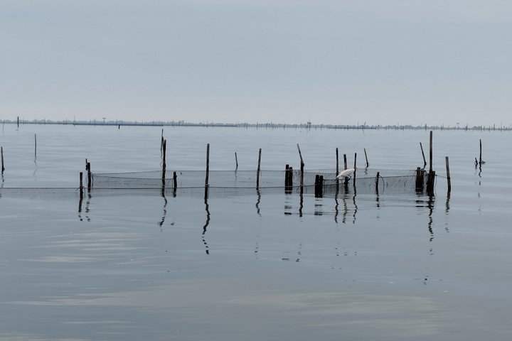 Utforsk Isola dell'Amore og dyreliv på en Po Delta båttur