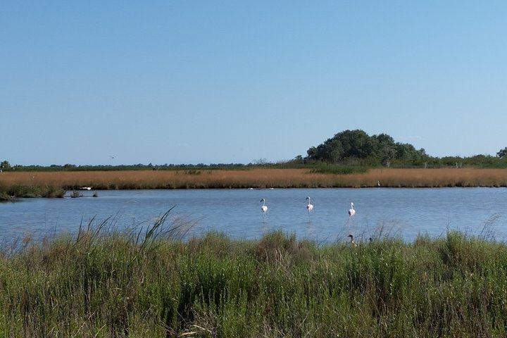 Utforsk Isola dell'Amore og dyreliv på en Po Delta båttur