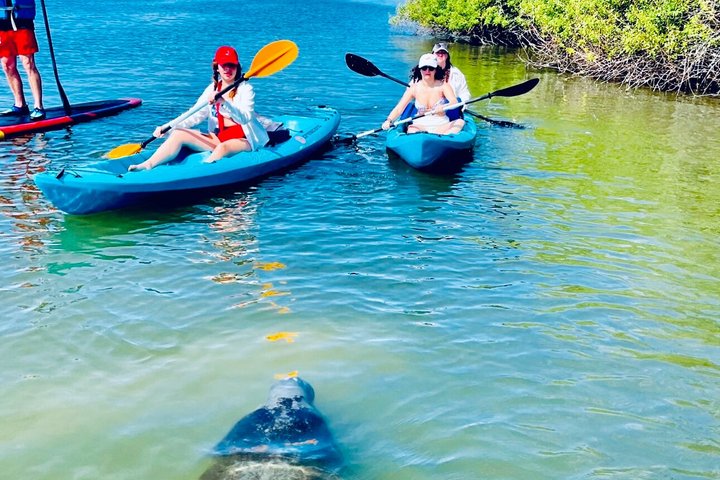 Tour avventuroso in SUP con delfini, lamantini e tartarughe marine di Sant'Agostino