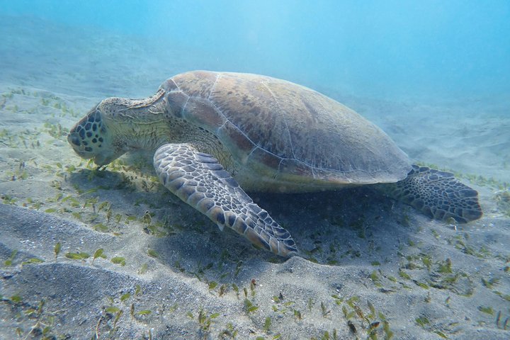 Hurghada: VIP Seafood Yacht till 3 öar, delfiner och snorkling