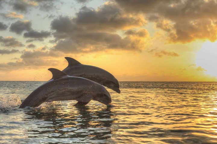 !! Flippers divertido barco !! Aventura de golfinhos em Clearwater Beach!