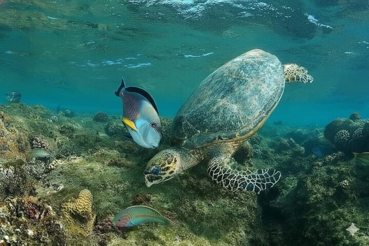Abu Dabbab Volledige dag snorkelen met schildpadden & Dugong – Hurghada