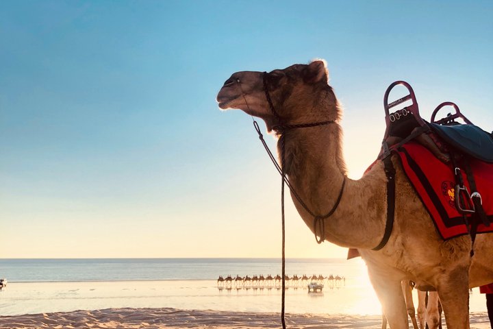 Tour de 1 hora en camello al atardecer por Broome en Cable Beach, Broome