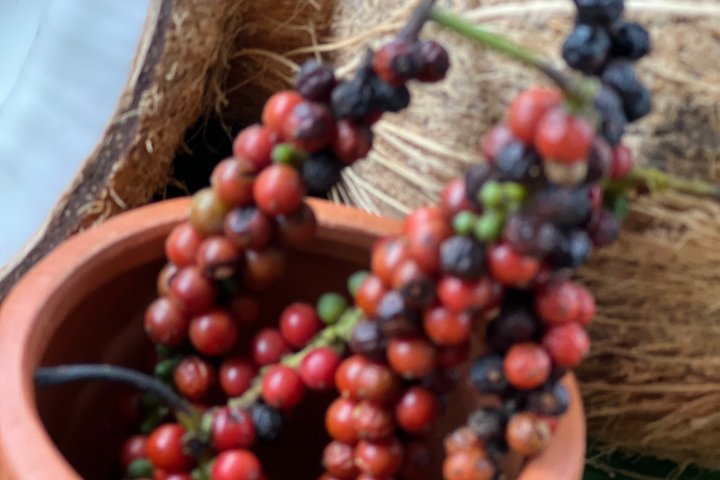 Te Plantation Tour Village Erfaring & madlavning klasse og frokost