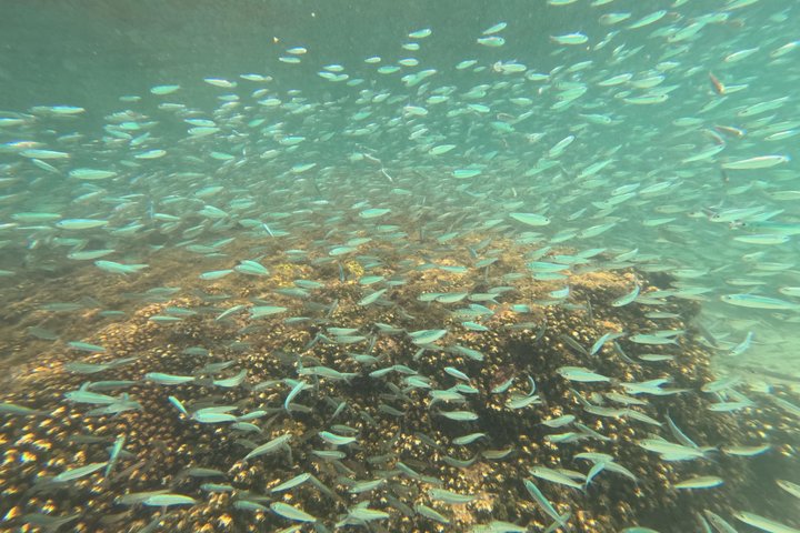 Isla Espíritu Santo, Balandra y Leones Marinos Todo Incluido