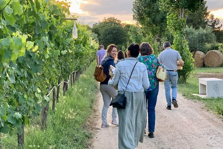 Degustación de Vinos y Visita Guiada al Viñedo y Bodega en S. Maria Imbaro
