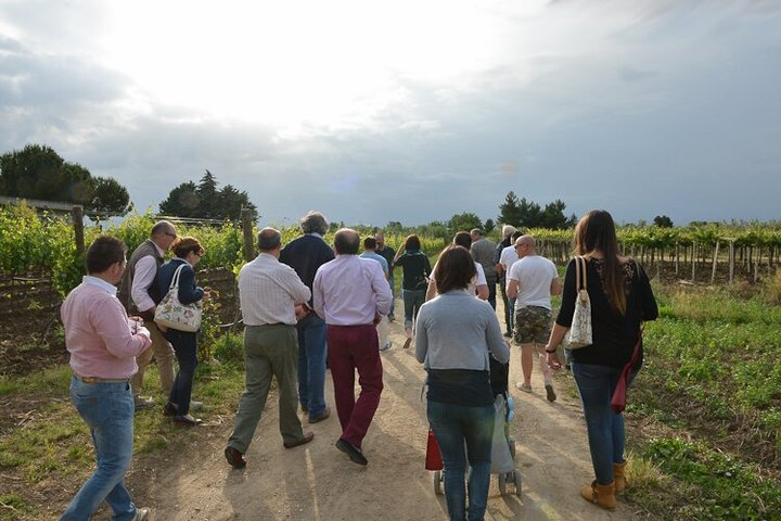 Degustación de Vinos y Visita Guiada al Viñedo y Bodega en S. Maria Imbaro