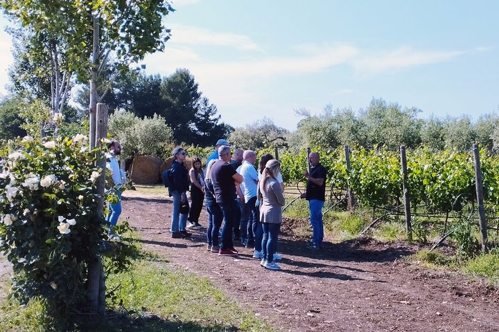Degustación de Vinos y Visita Guiada al Viñedo y Bodega en S. Maria Imbaro
