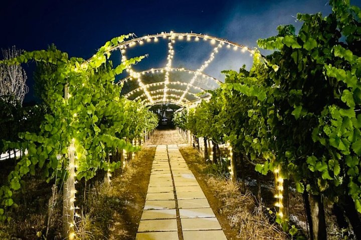Degustación de Vinos y Visita Guiada al Viñedo y Bodega en S. Maria Imbaro
