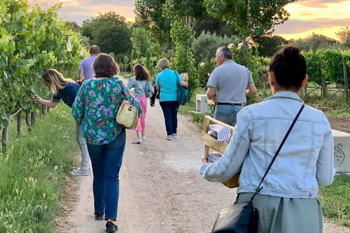 Degustación de Vinos y Visita Guiada al Viñedo y Bodega en S. Maria Imbaro