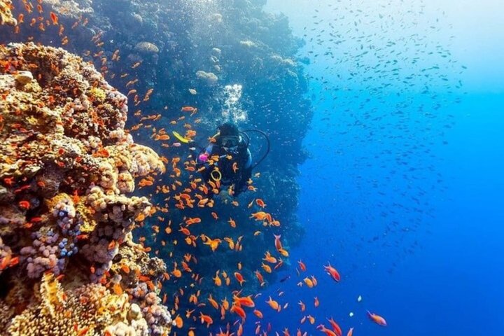 Ras Mohammed og White Island Snorkeling og dykking – Sharm El Sheikh