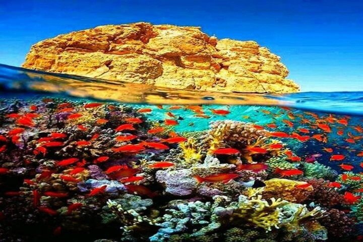 Ras Mohammed og White Island Snorkeling og dykking – Sharm El Sheikh