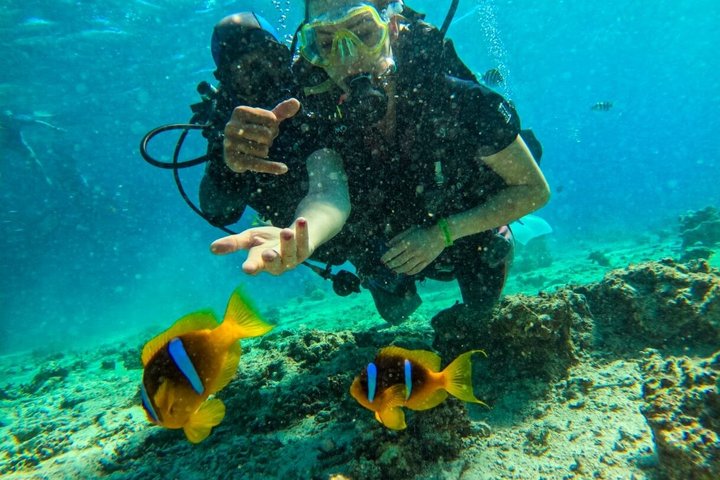 Hoteller i nærheden af Ras Mohammed & White Island, Lunch & Snorkel