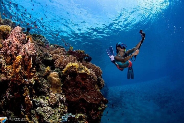 Snorkeling sull'isola di Tiran, crociera subacquea e pranzo - Sharm el Sheik