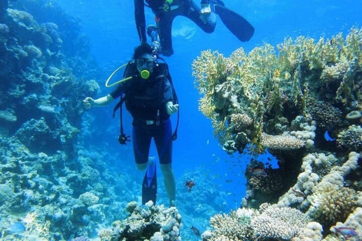 Snorkeling sull'isola di Tiran, crociera subacquea e pranzo - Sharm el Sheik