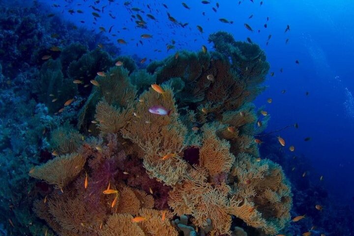 Snorkeling sull'isola di Tiran, crociera subacquea e pranzo - Sharm el Sheik