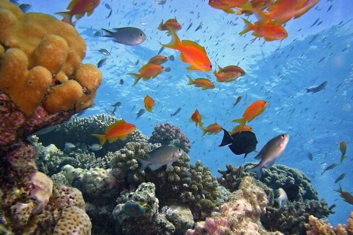 Snorkeling sull'isola di Tiran, crociera subacquea e pranzo - Sharm el Sheik