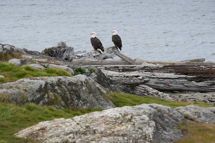 Naturskön vandring med fantastisk utsikt genom frodiga skogslandskap
