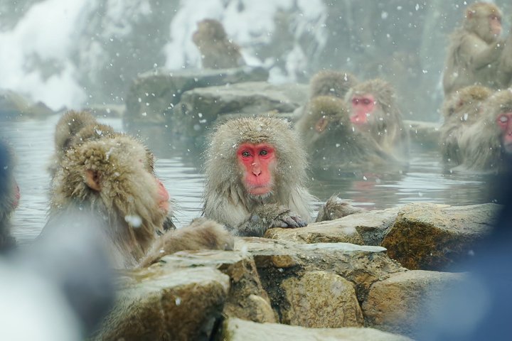 Snow Monkeys, Obuse & Sake: En perfekt dag i Nagano
