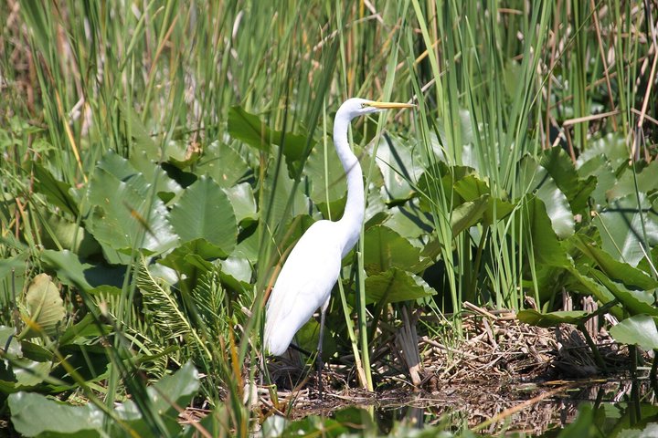 Everglades VIP Airboat Tour med transport inkludert