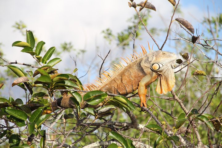 Everglades VIP Airboat Tour med transport inkludert