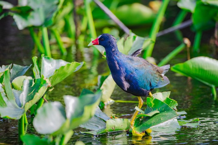 Everglades VIP Airboat Tour med transport inkludert