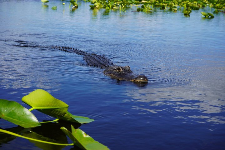 Everglades VIP Airboat Tour med transport inkludert