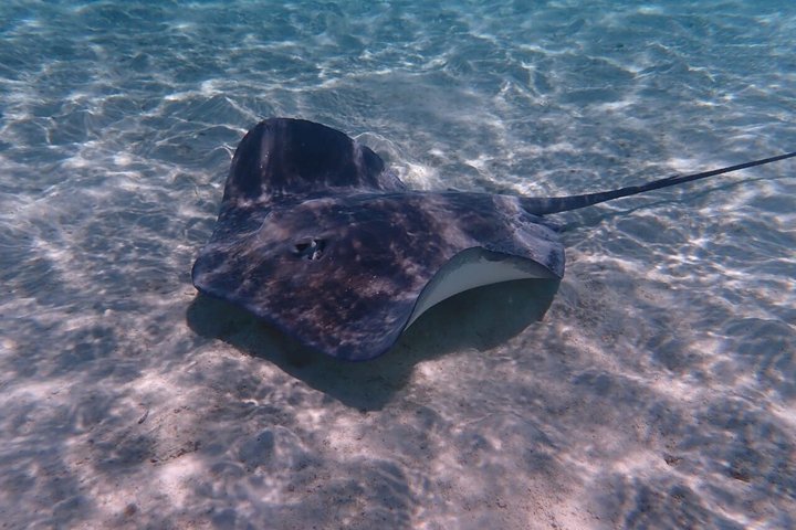 Snorkling i Taha'a eller Raiatea – Halvdag med Iriatai Excursions