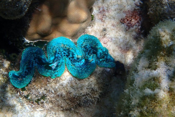Snorkling i Taha'a eller Raiatea – Halvdag med Iriatai Excursions