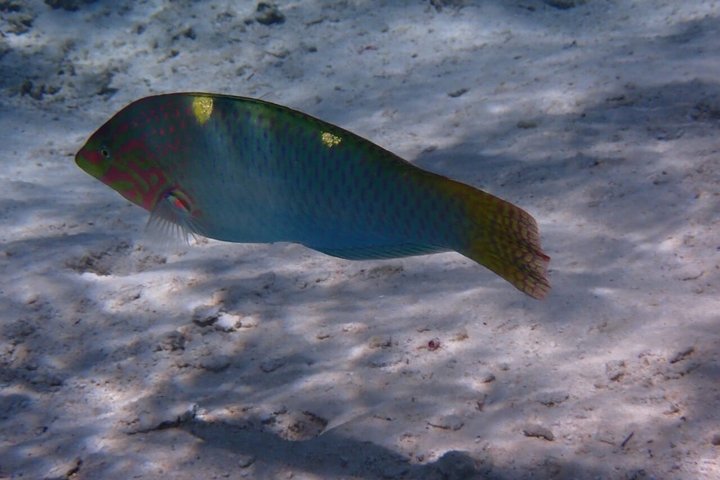 Snorkling i Taha'a eller Raiatea – Halvdag med Iriatai Excursions