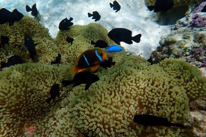 Snorkling i Taha'a eller Raiatea – Halvdag med Iriatai Excursions