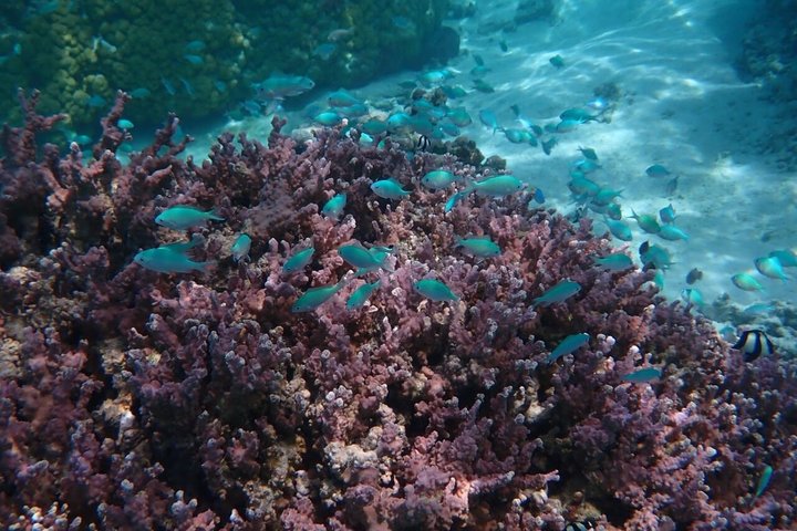 Snorkling i Taha'a eller Raiatea – Halvdag med Iriatai Excursions
