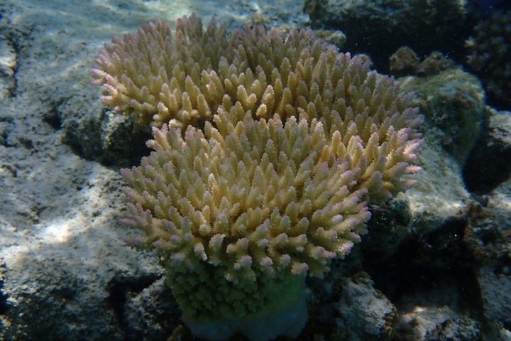 Snorkling i Taha'a eller Raiatea – Halvdag med Iriatai Excursions