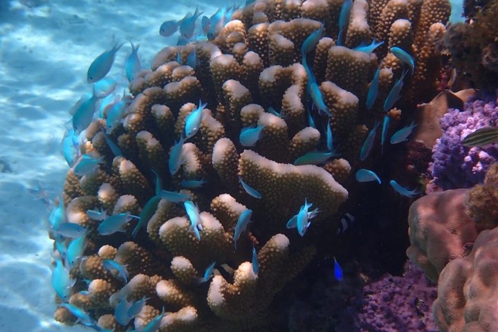 Snorkling i Taha'a eller Raiatea – Halvdag med Iriatai Excursions