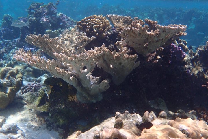 Snorkling i Taha'a eller Raiatea – Halvdag med Iriatai Excursions