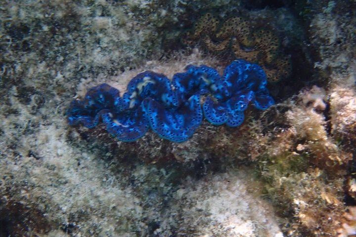 Snorkling i Taha'a eller Raiatea – Halvdag med Iriatai Excursions