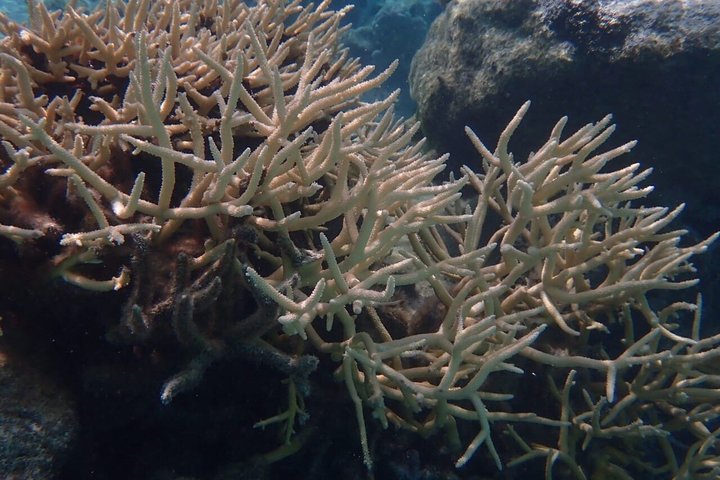 Snorkling i Taha'a eller Raiatea – Halvdag med Iriatai Excursions