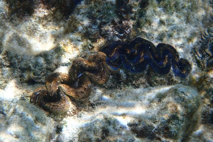 Snorkling i Taha'a eller Raiatea – Halvdag med Iriatai Excursions