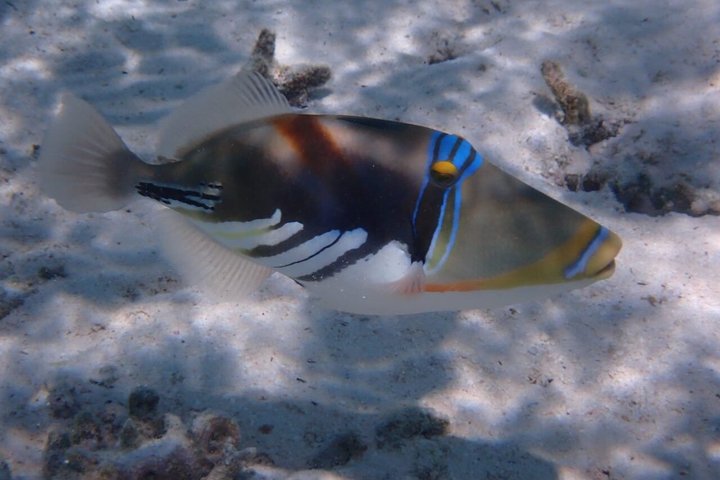 Snorkling i Taha'a eller Raiatea – Halvdag med Iriatai Excursions