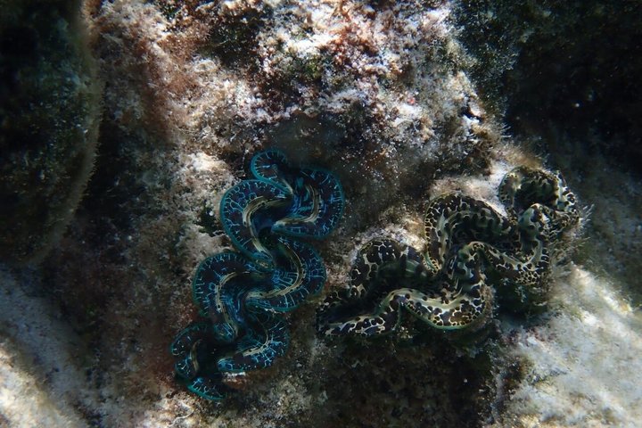 Snorkling i Taha'a eller Raiatea – Halvdag med Iriatai Excursions