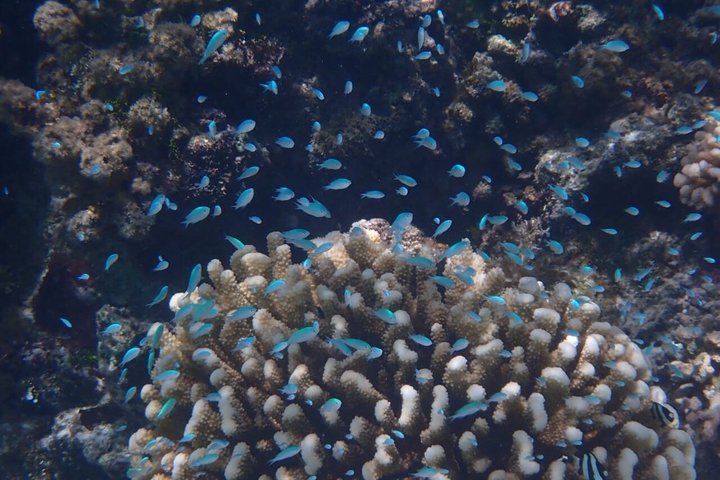 Snorkling i Taha'a eller Raiatea – Halvdag med Iriatai Excursions
