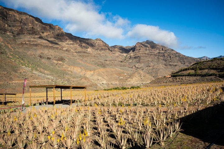 Gran Canaria vista dalle alture, con una visita a Fataga e Tejeda.
