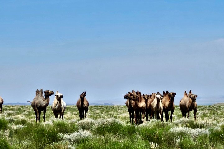 6-daagse Gobi woestijntour in Mongolië met nomadisch verblijf