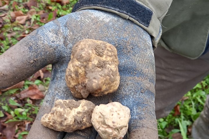 Langhe Trøffeljaktopplevelse