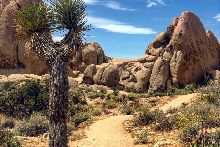Excursión de un día al Parque Nacional Joshua Tree desde Los Ángeles