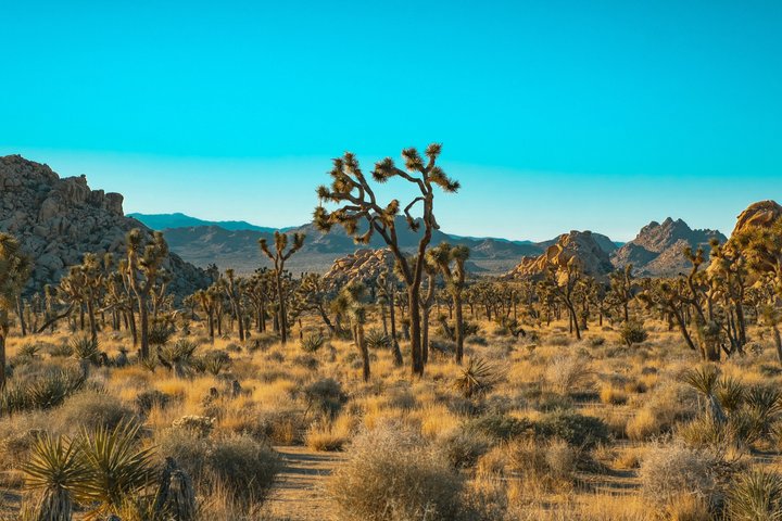 Excursión de un día al Parque Nacional Joshua Tree desde Los Ángeles