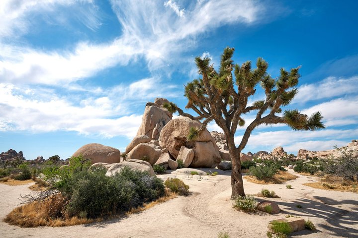 Excursión de un día al Parque Nacional Joshua Tree desde Los Ángeles