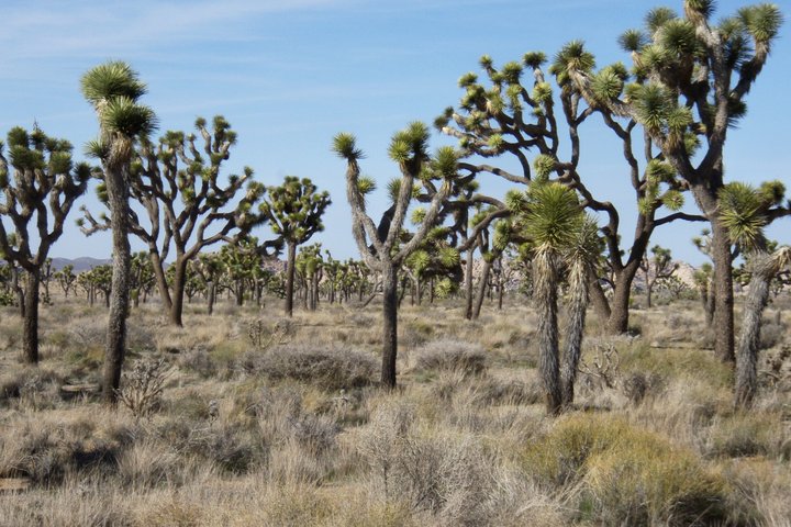 Excursión de un día al Parque Nacional Joshua Tree desde Los Ángeles